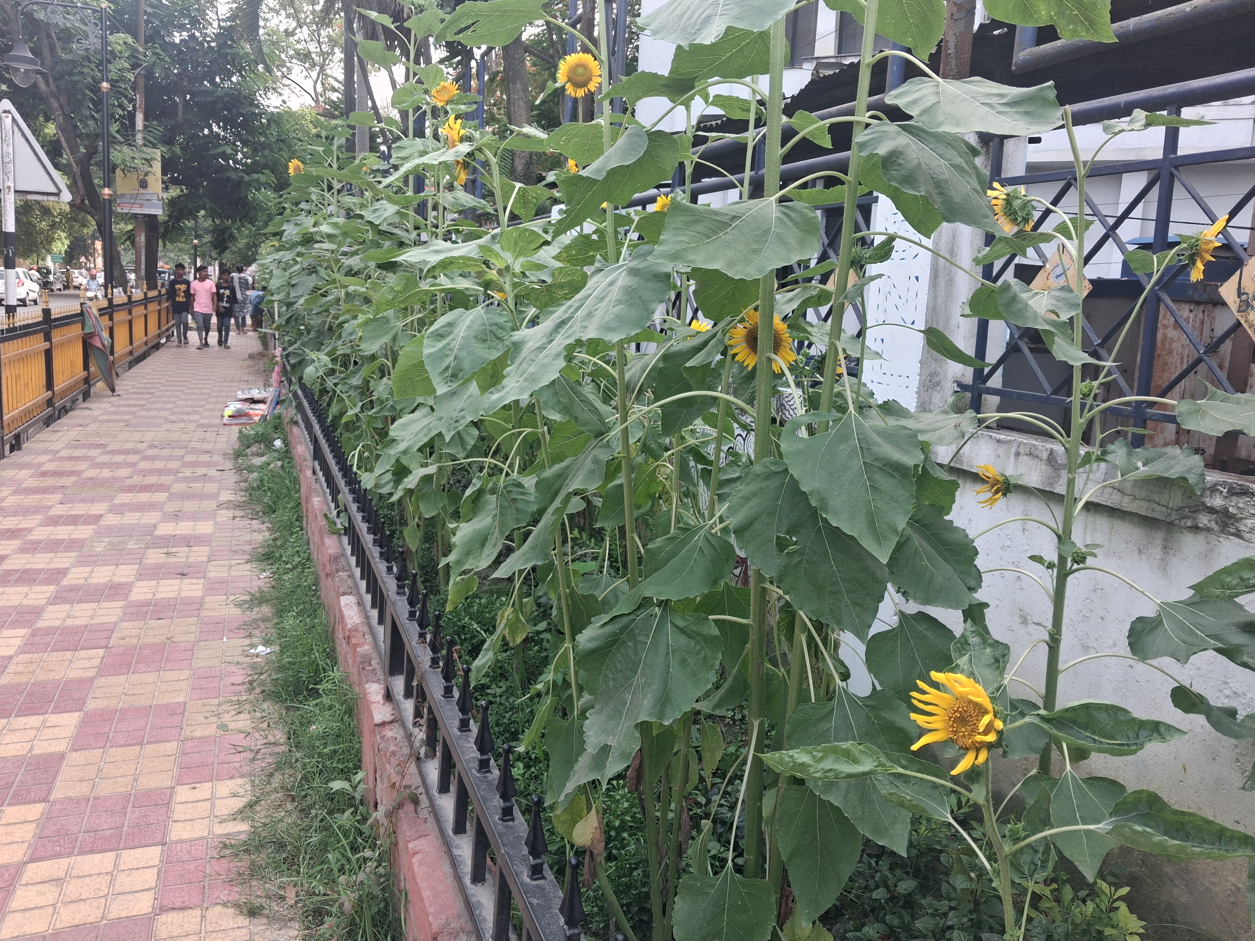 Sunflowers planted along the streets of Nagaon