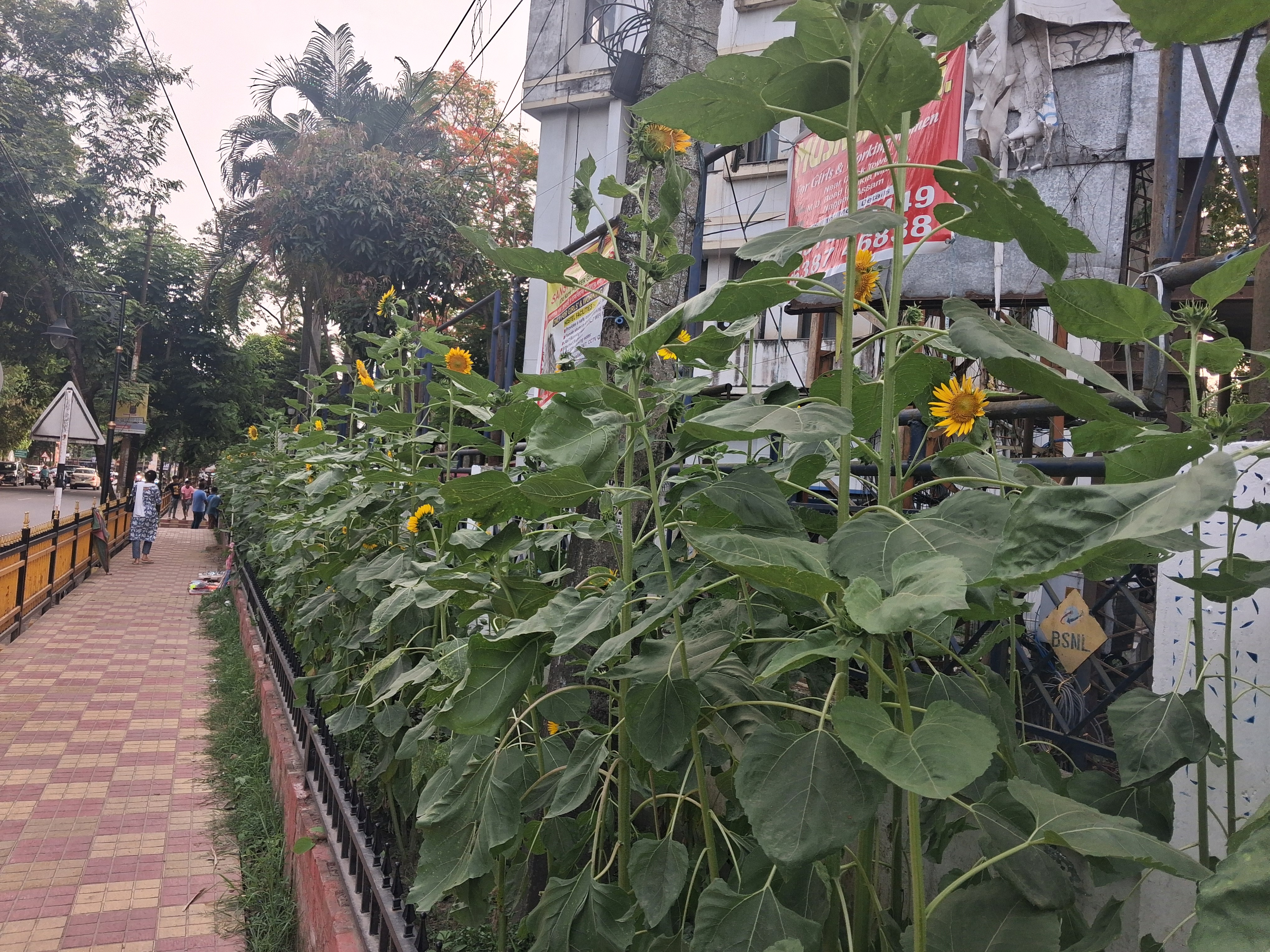Sunflowers planted along the streets of Nagaon