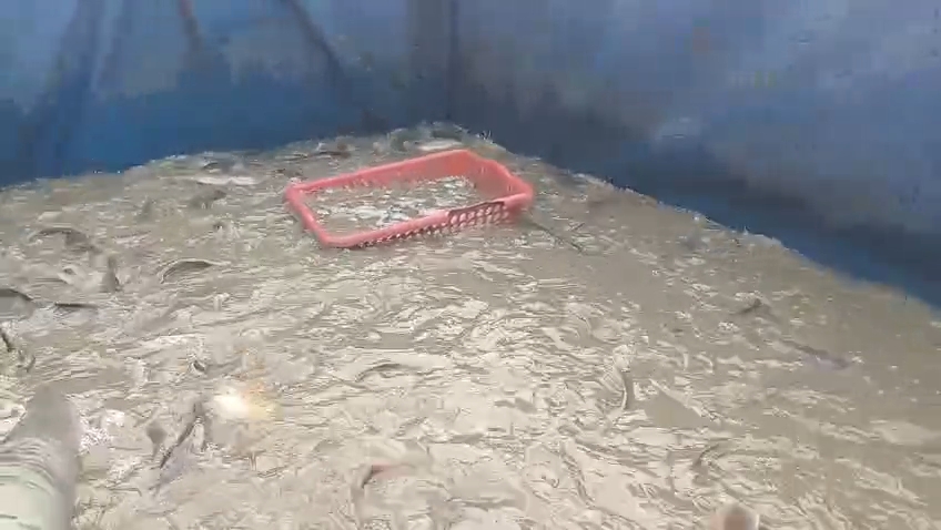 A large amount of illegal Thai Magur seized in a fishery department operation in Sonapur