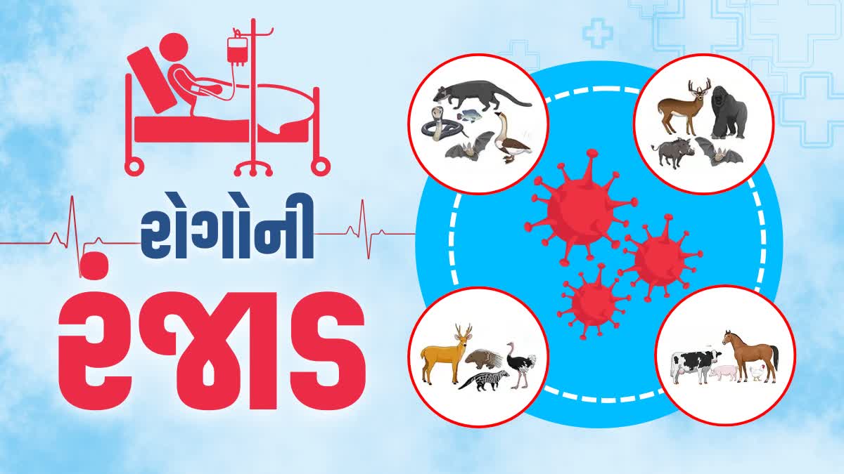 પશુઓથી મનુષ્યો અને મનુષ્યમાંથી પશુઓમાં ન ફેલાય તે માટે લોકો સાવચેત બને તેવા ઉદ્દેશ્ય સાથે ઉજવણી કરવામાં આવે છે