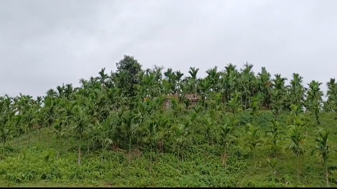 Naga Aggression