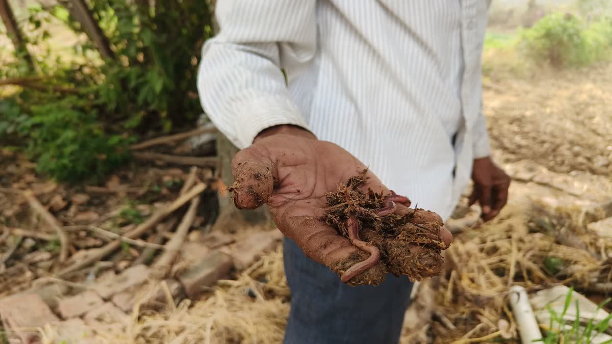 rainy season vermi compost