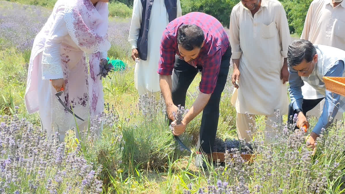لیونڈر کی کٹائی کا آغاز