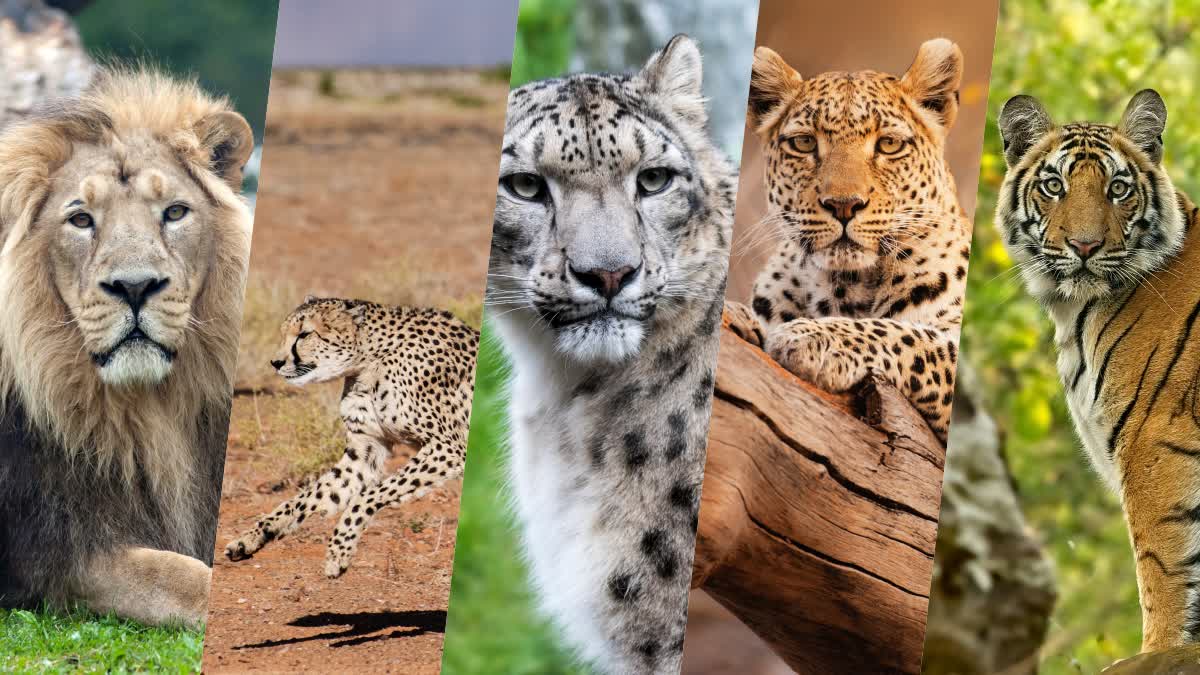 tiger_population_in_india