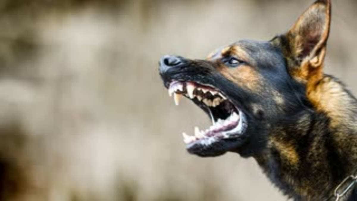 Indore Attempt crushed dog