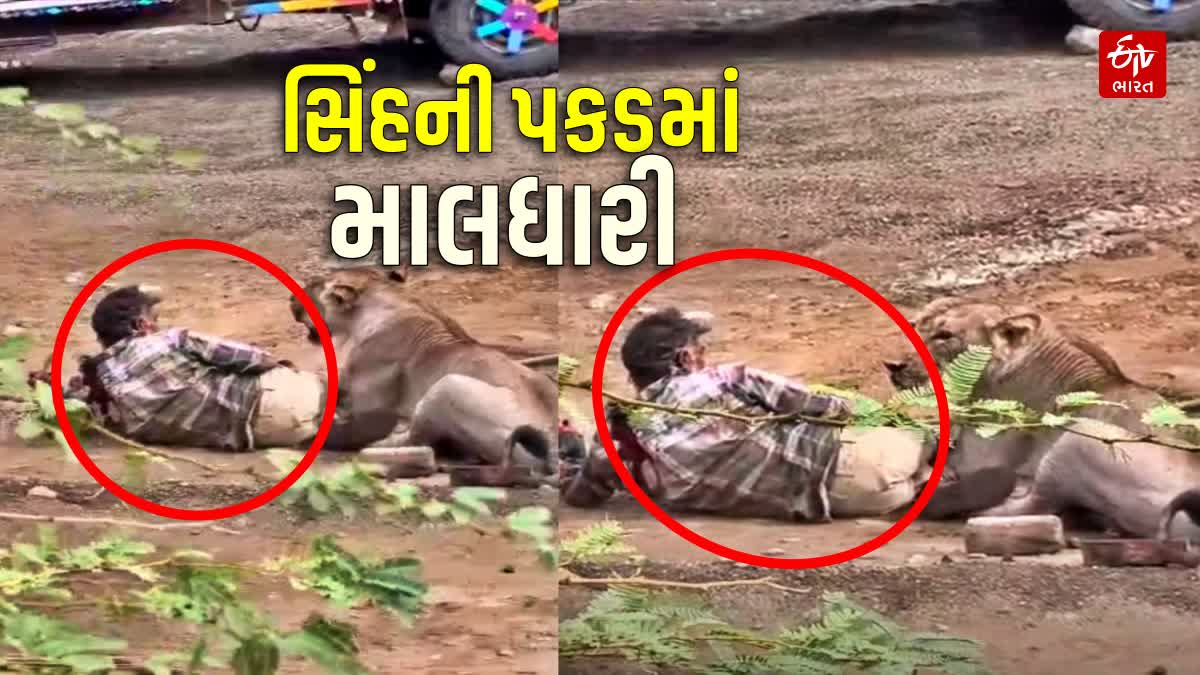 પાલિતાણાના ગરજીયા ગામે હિંસક સિંહે માલધારી પર કર્યો હુમલો