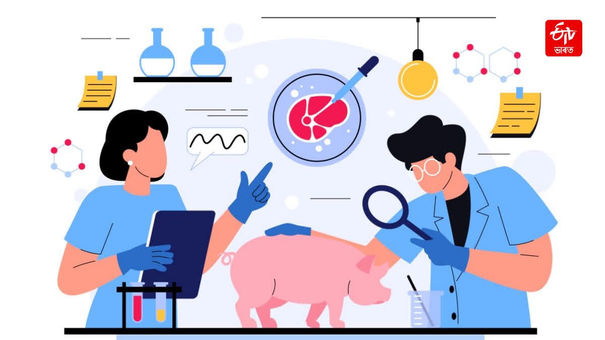 World Zoonoses Day - explainer on zoonotic diseases and infecti