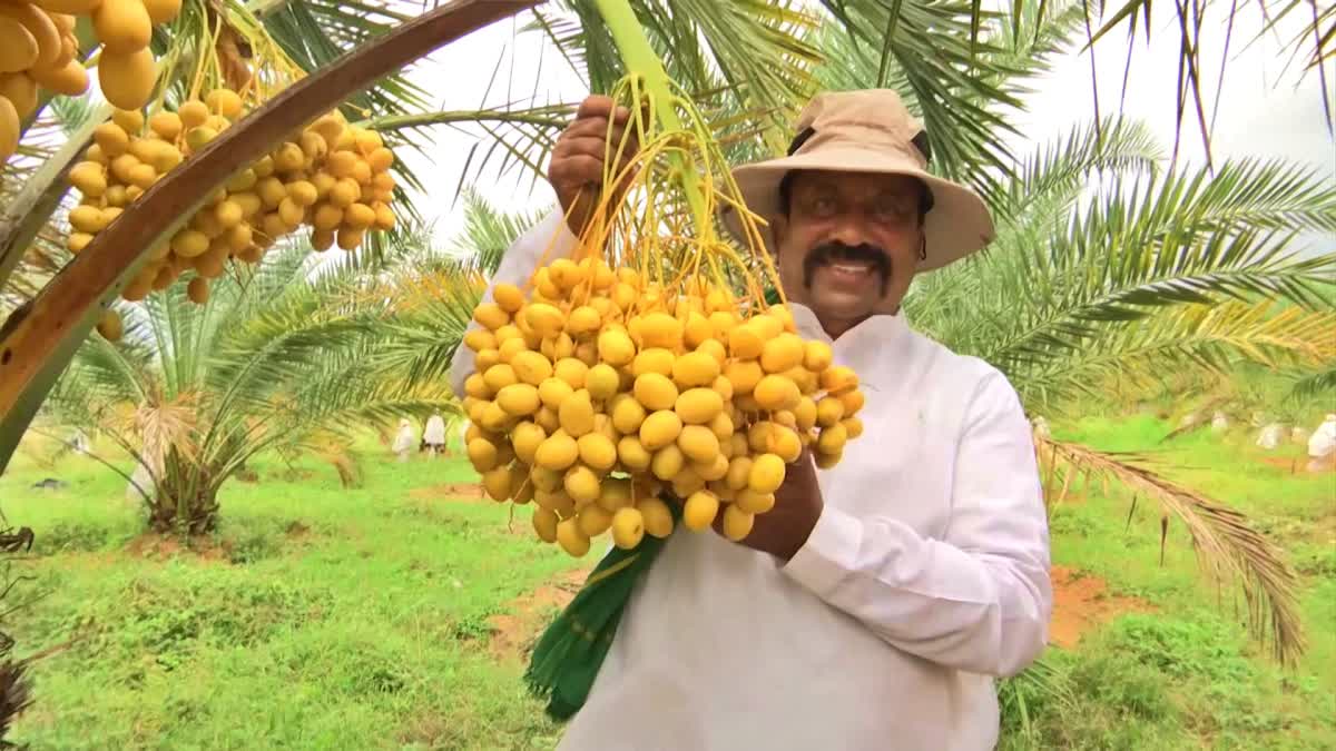 తెలంగాణల రైతుల ఖర్జూర సాగు