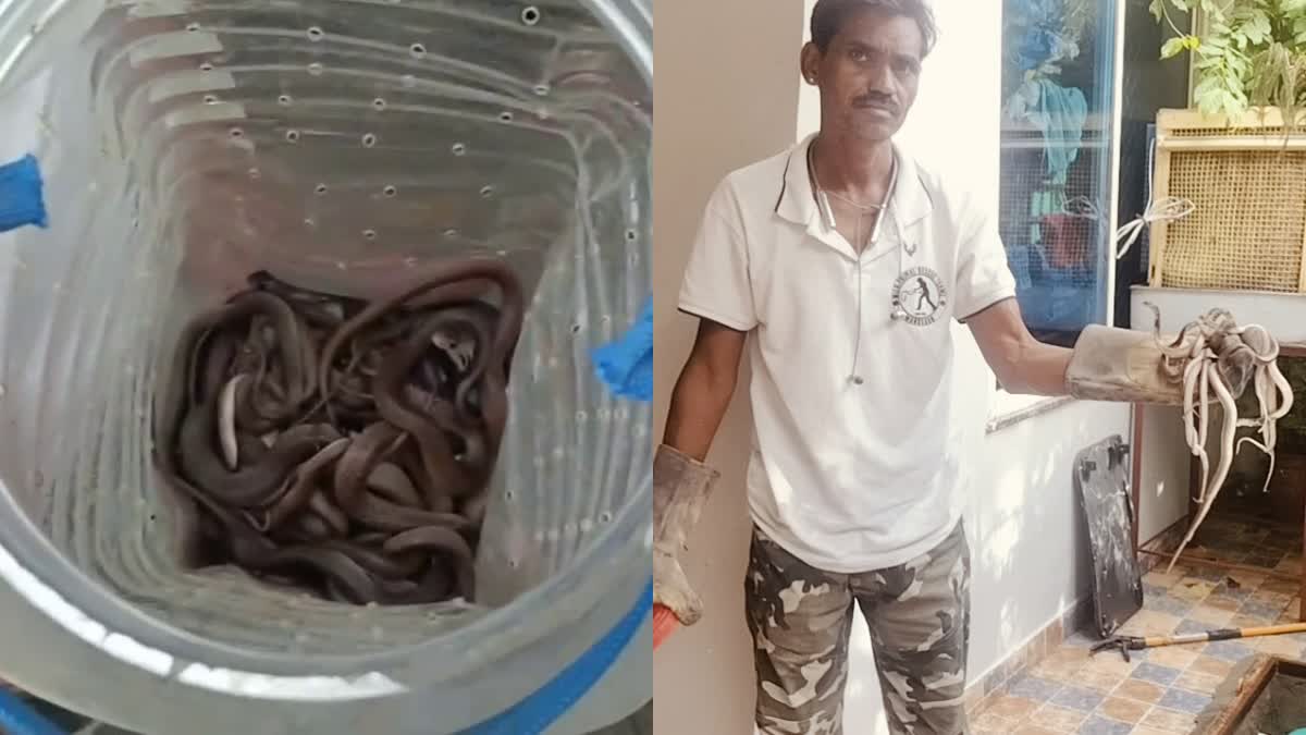 MANDSAUR COBRA SNAKEs found