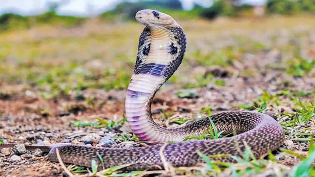 Precautions to Take to Avoid Snake Bites in Rainy Season