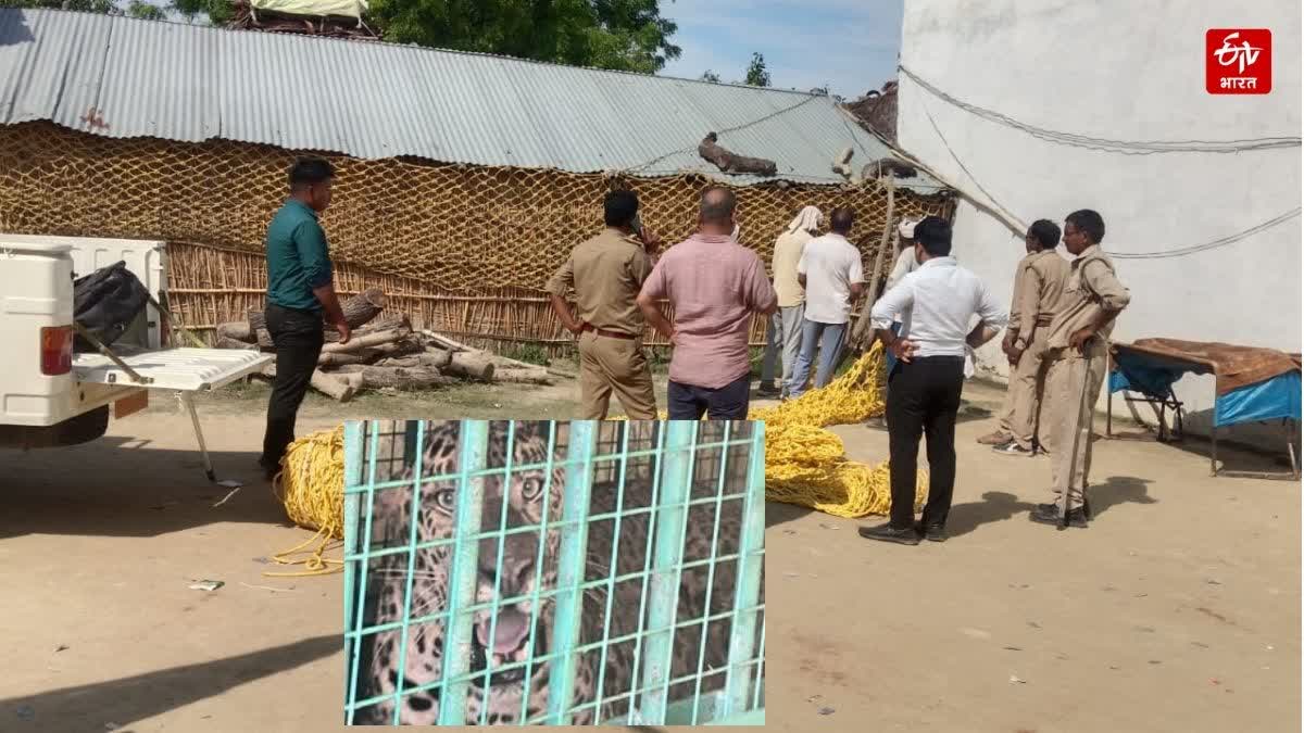 खीमपुर खीरी में ग्रामीण के घर में घुसा तेंदुआ, रेस्क्यू के बाद मौत
