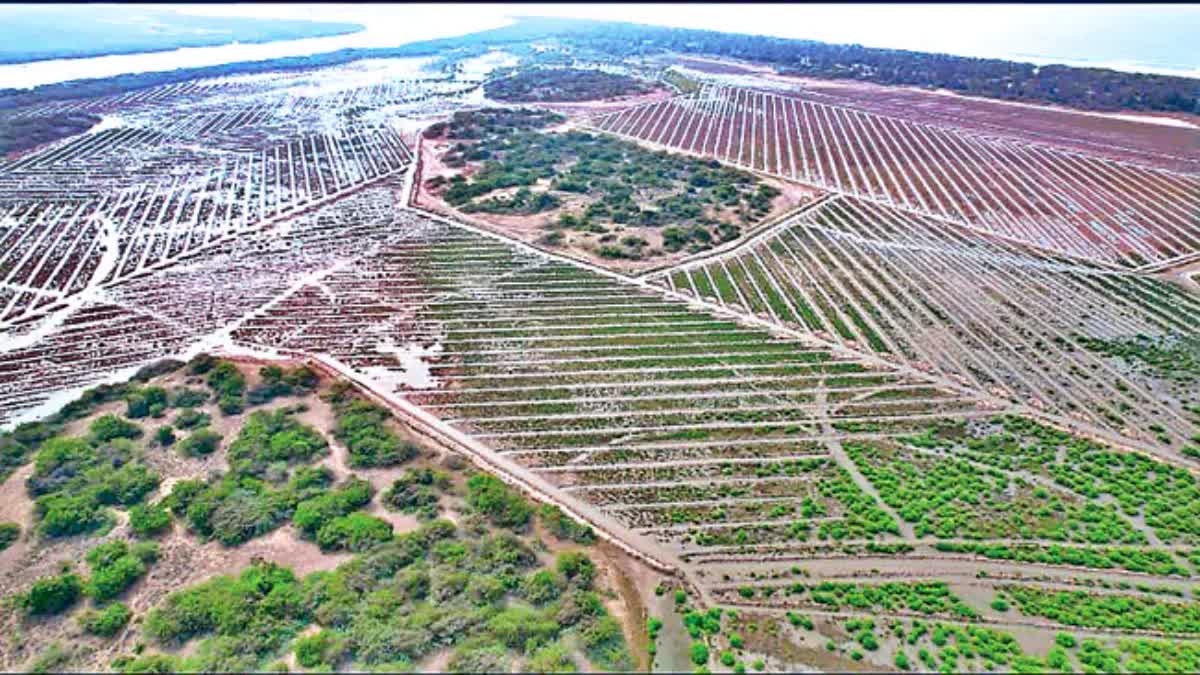 Mangrove Plantation Near Suryalanka Poguru