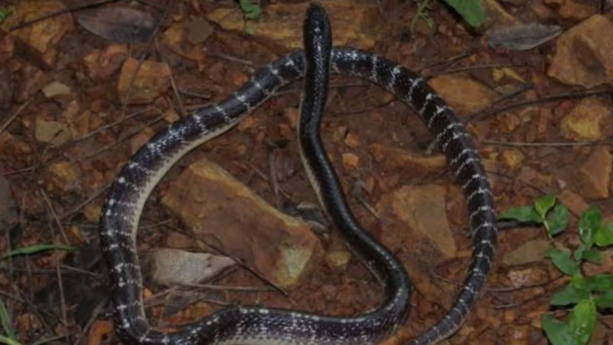 THREE PEOPLE BITTEN BY KRAIT