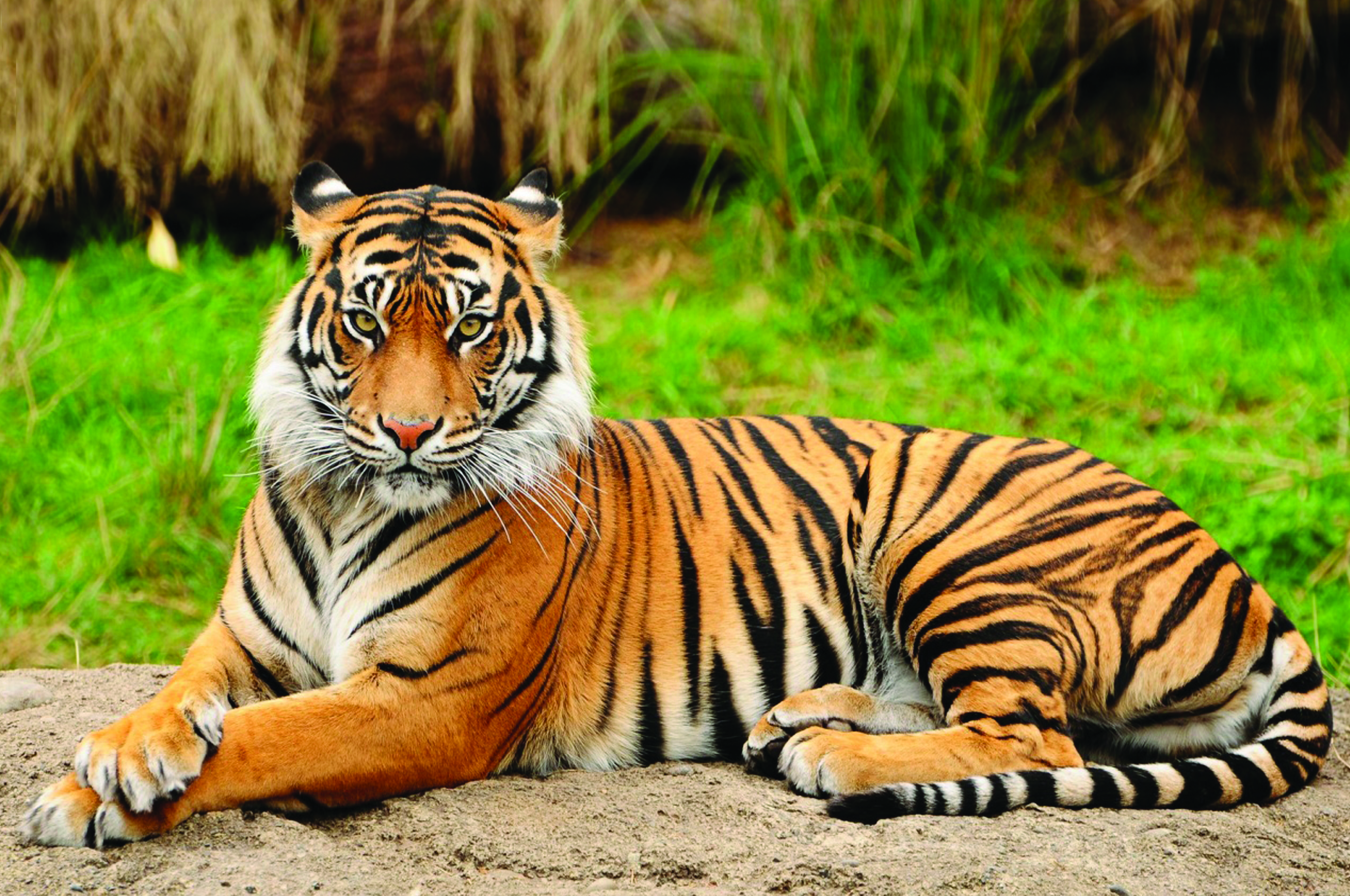 tiger_population_in_india