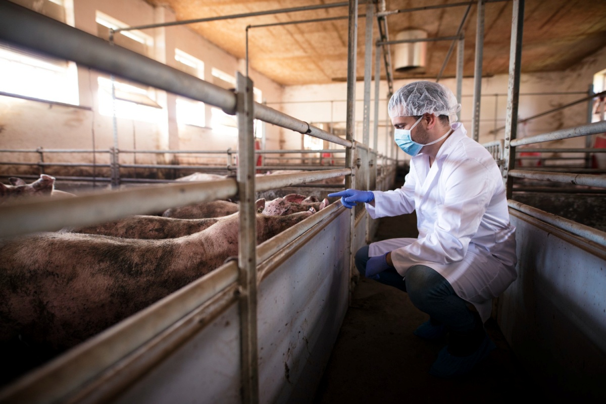 Doctor checks on pigs in a barn