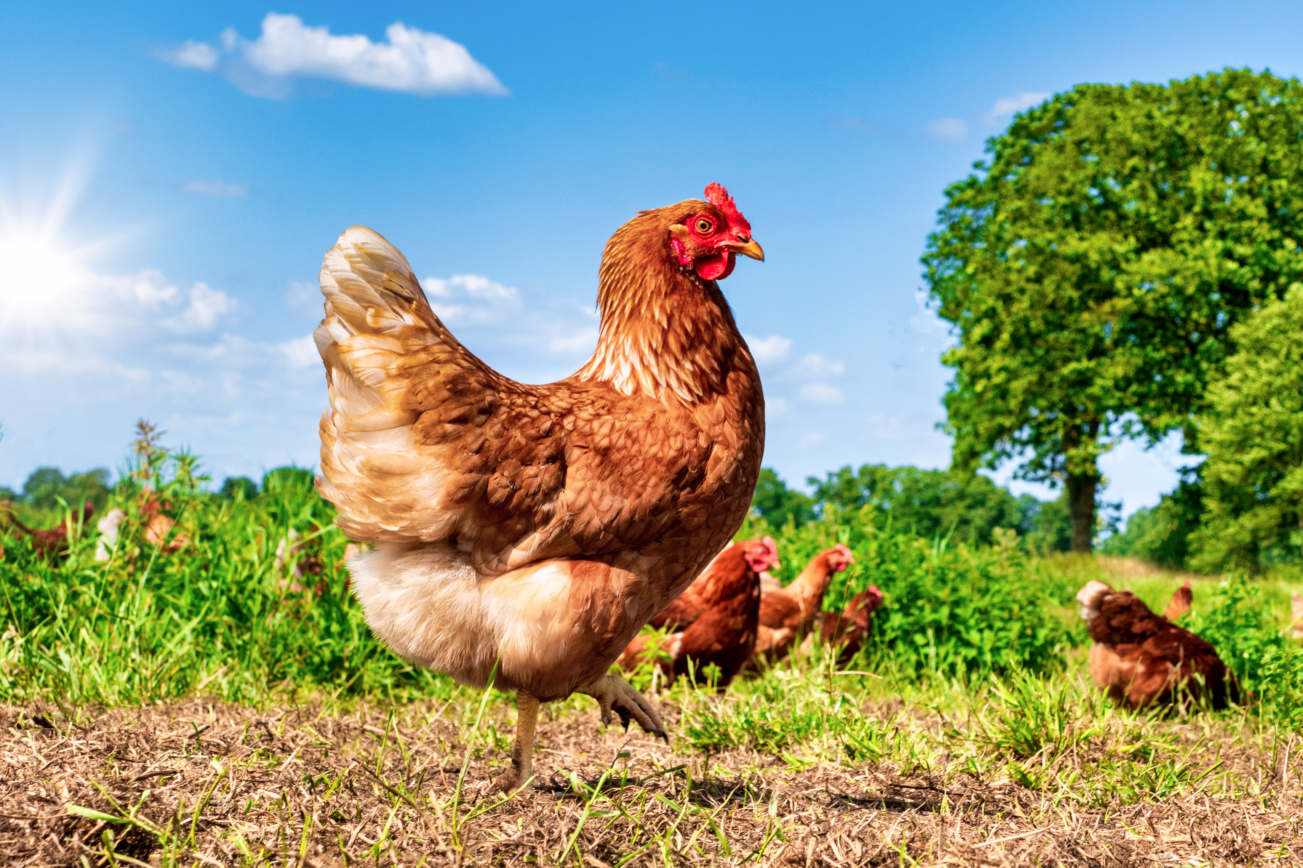 hen