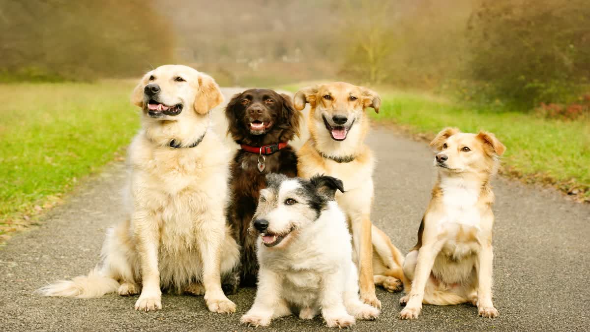 Dogs