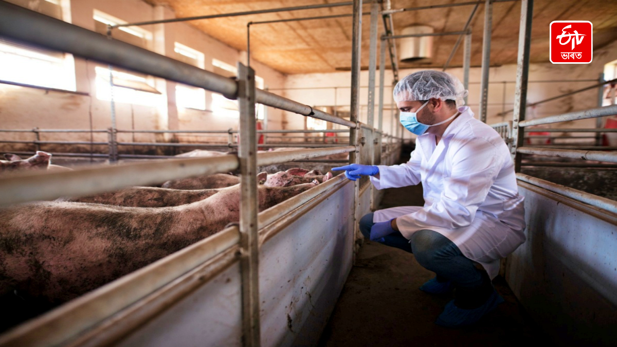 World Zoonoses Day - explainer on zoonotic diseases and infecti