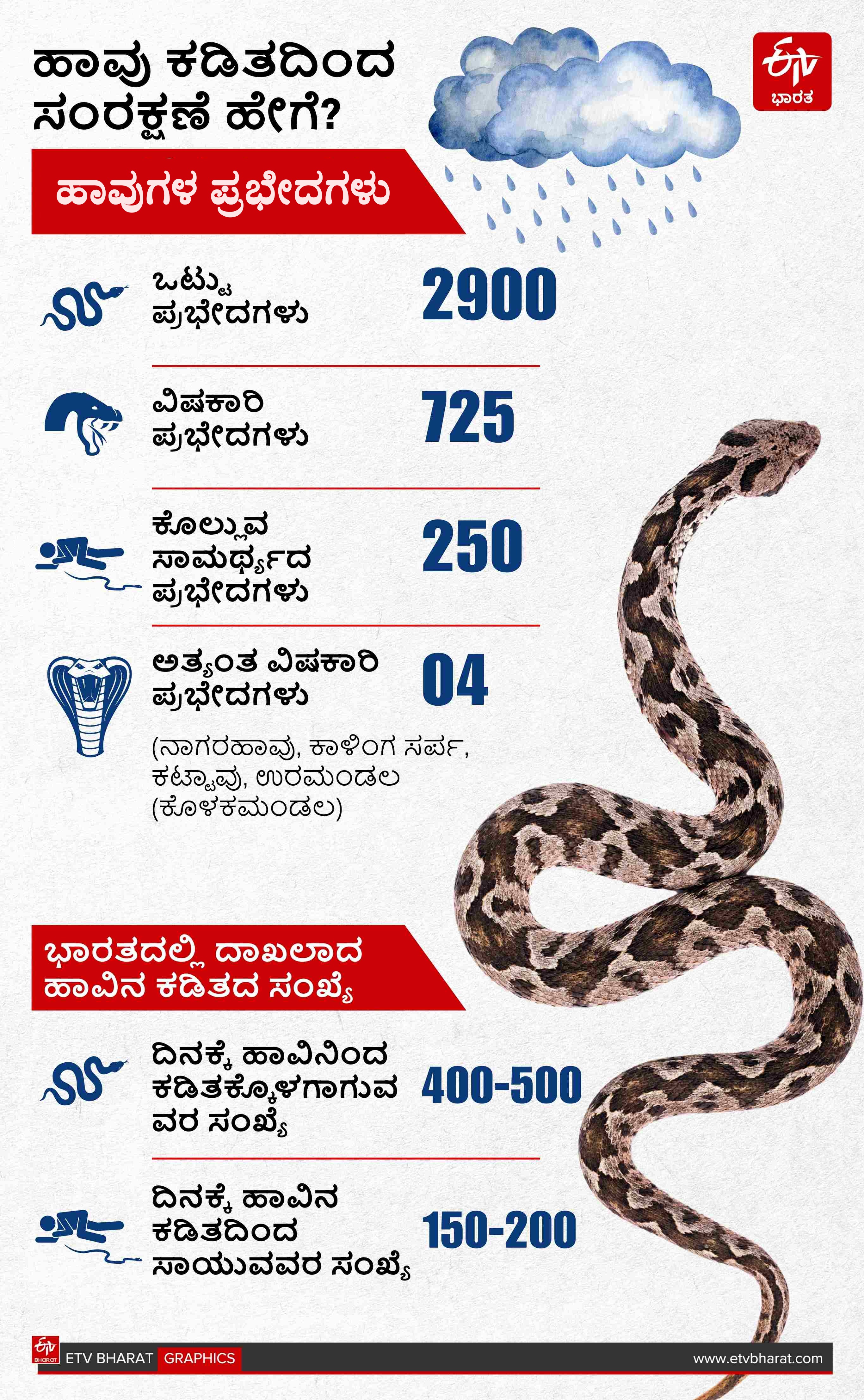 Precautions to Take to Avoid Snake Bites in Rainy Season