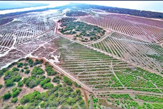 Mangrove Plantation Near Suryalanka Poguru