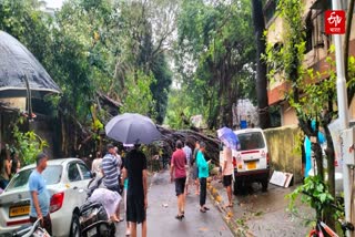 Tree Collapse
