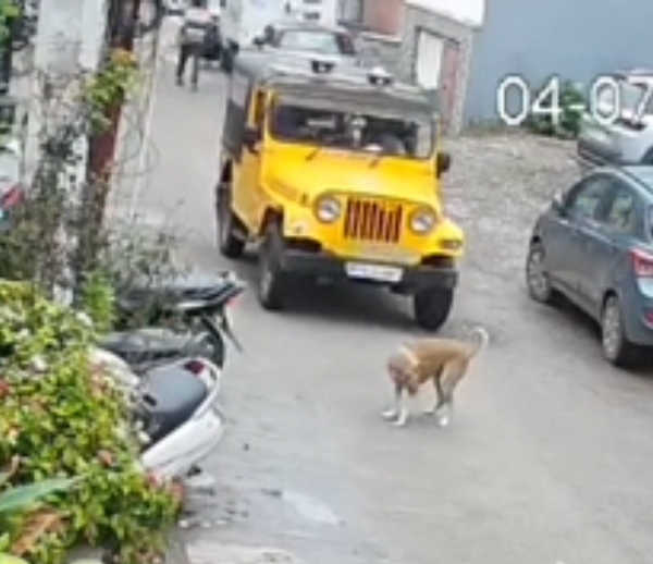 Indore Attempt crushed dog