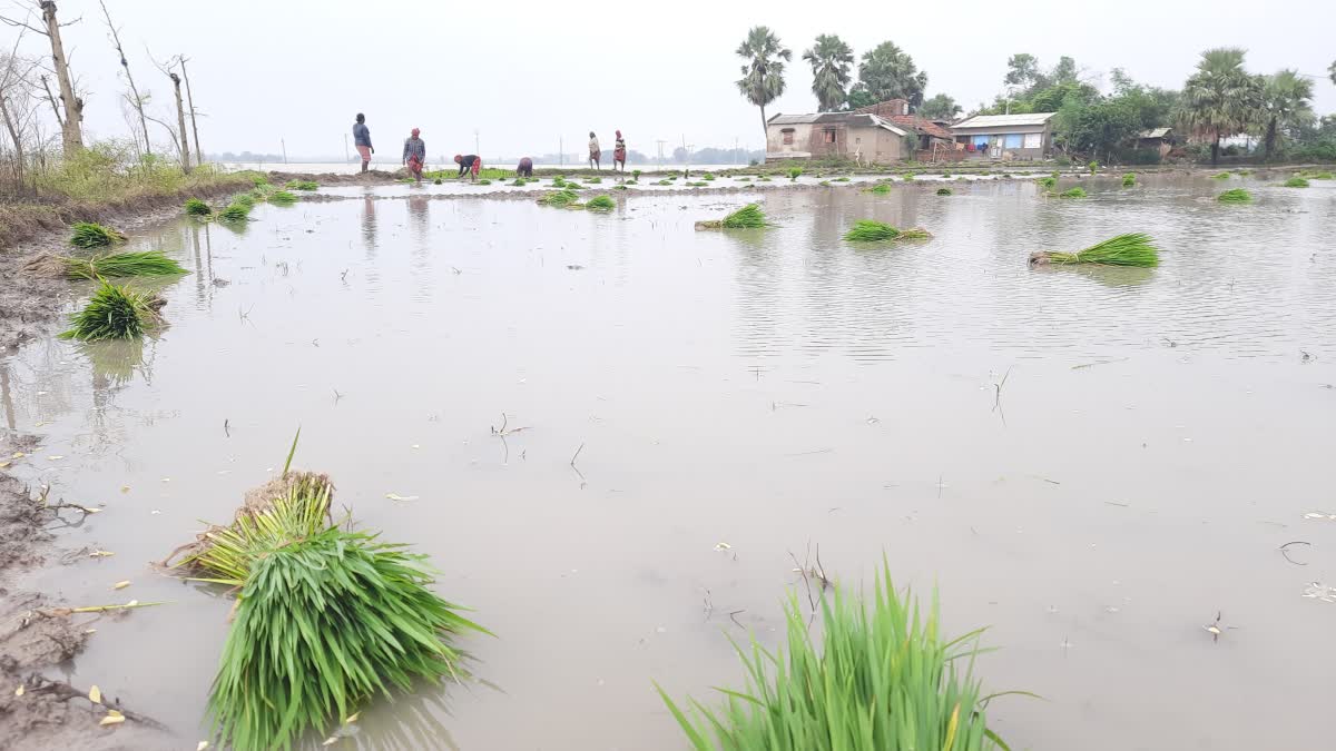 Paddy Cultivation in Hooghly