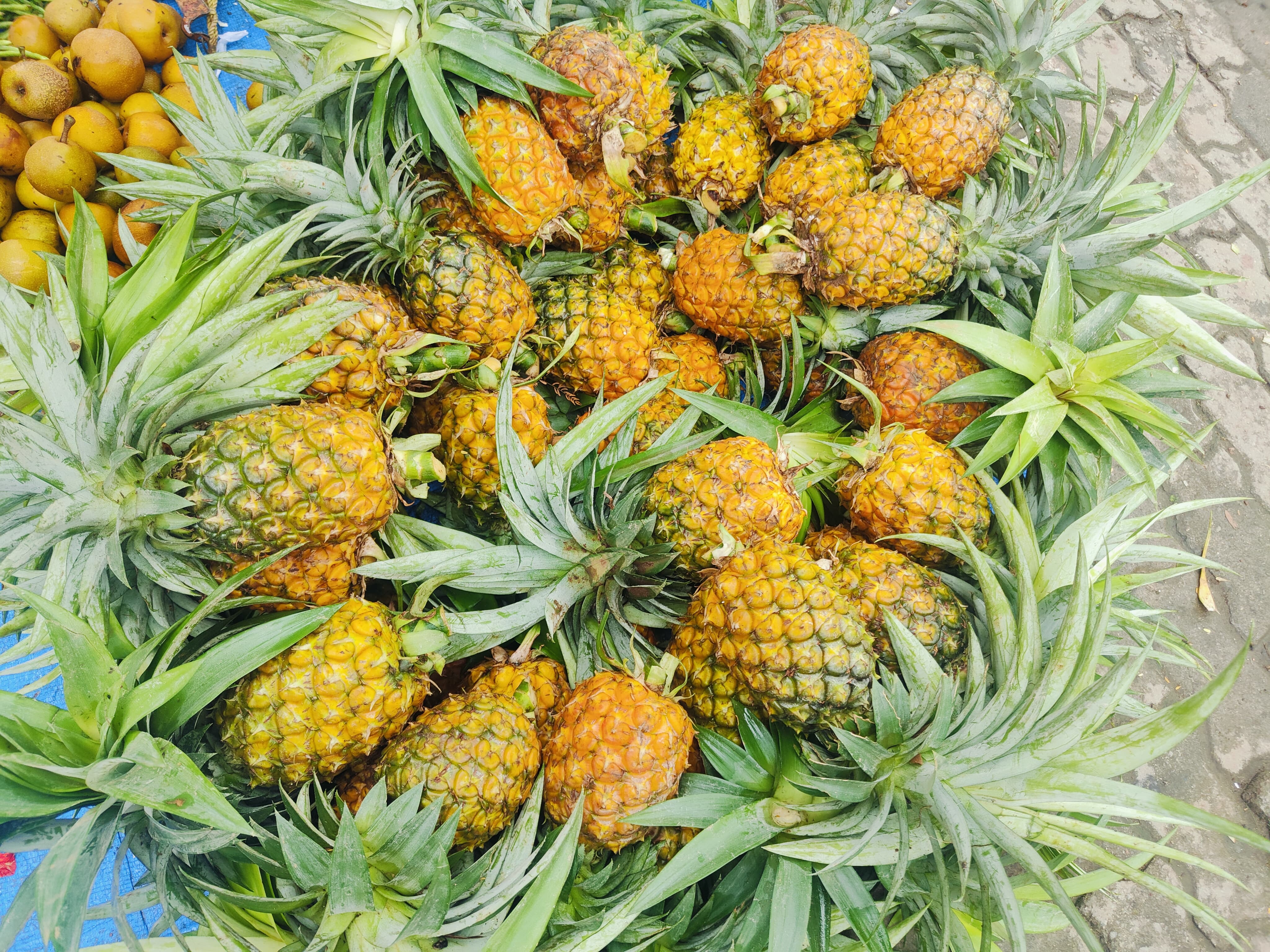 MEGHALAYA PINEAPPLE