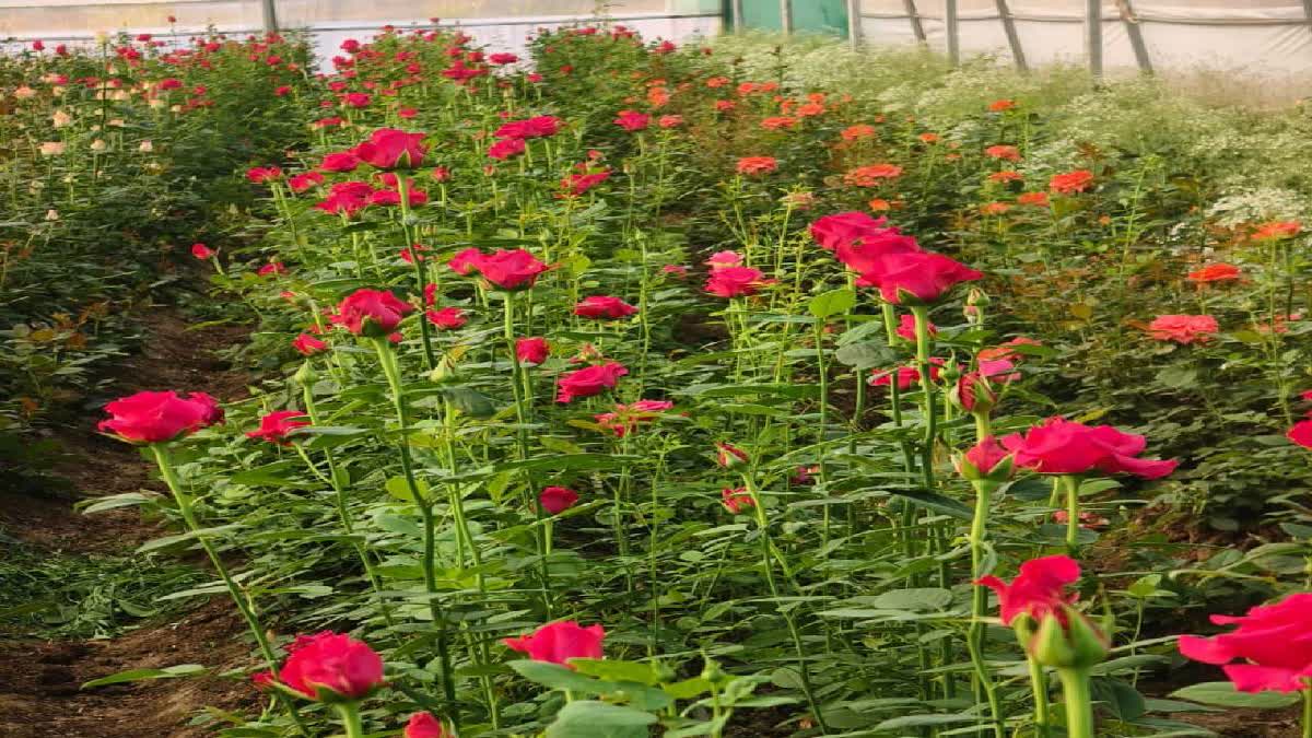 How A Madhya Pradesh Village Became 'Mini Holland' With Modern Flower Farming