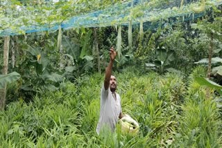 ഓണ വിളവെടുപ്പ്  villavedupinte vismayam project  wayanad  onam vegetable cultivation