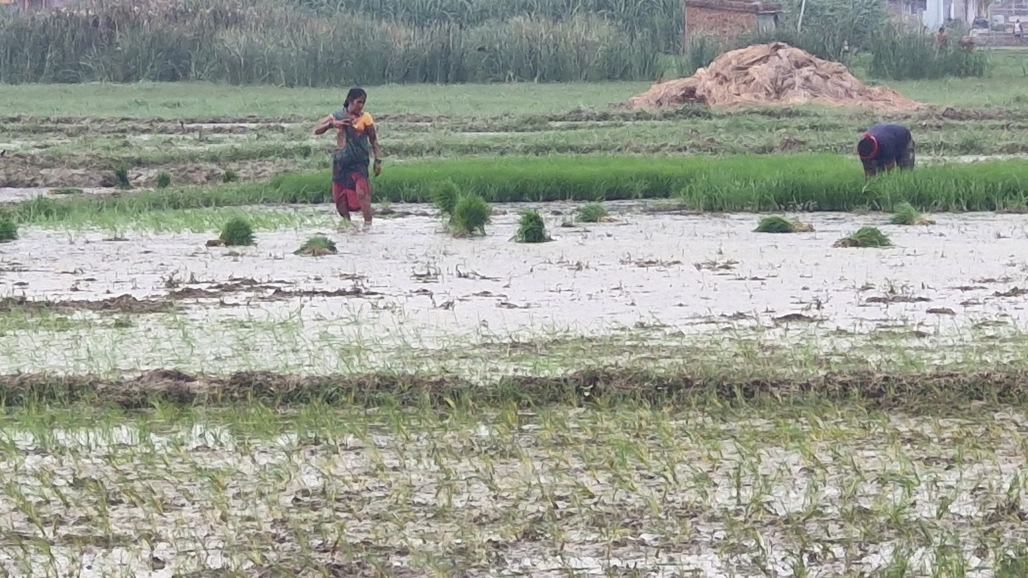 Jamui Farming using drain water