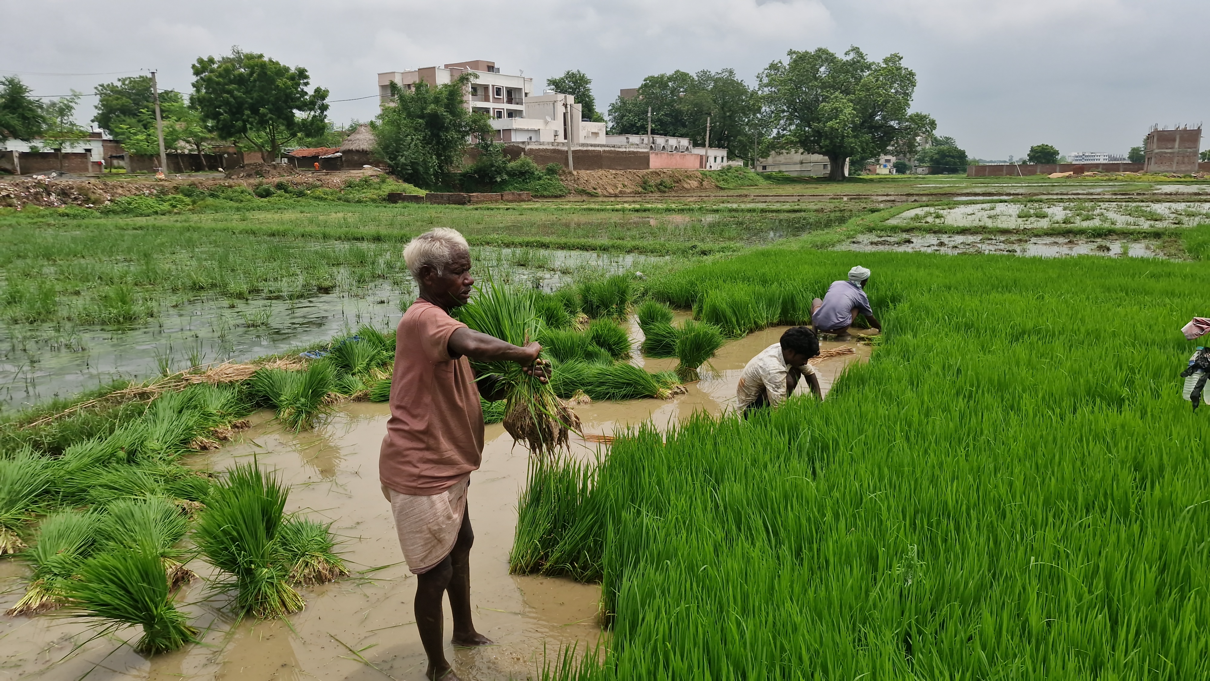 Jamui Farming using drain water