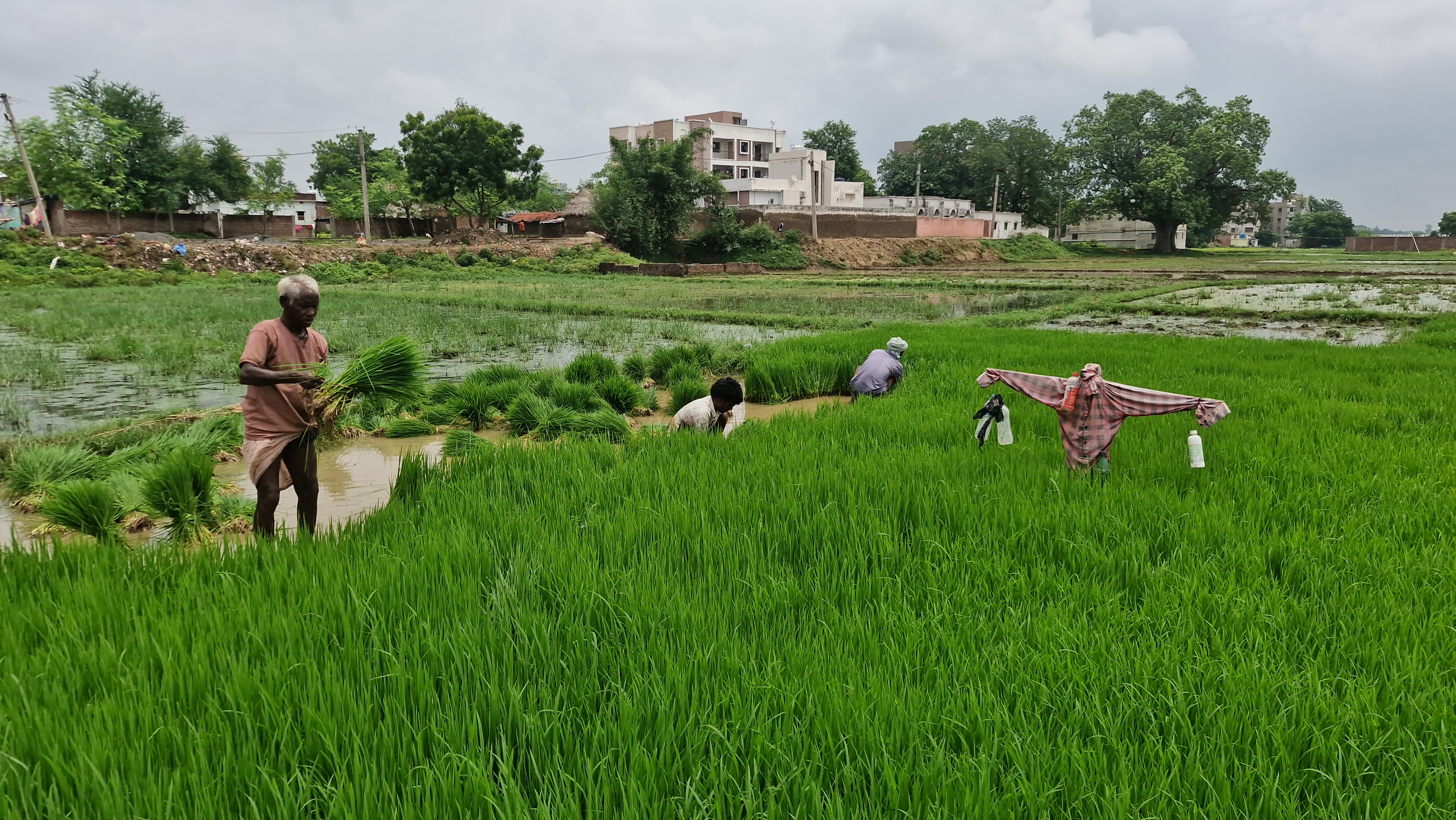 Jamui Farming using drain water