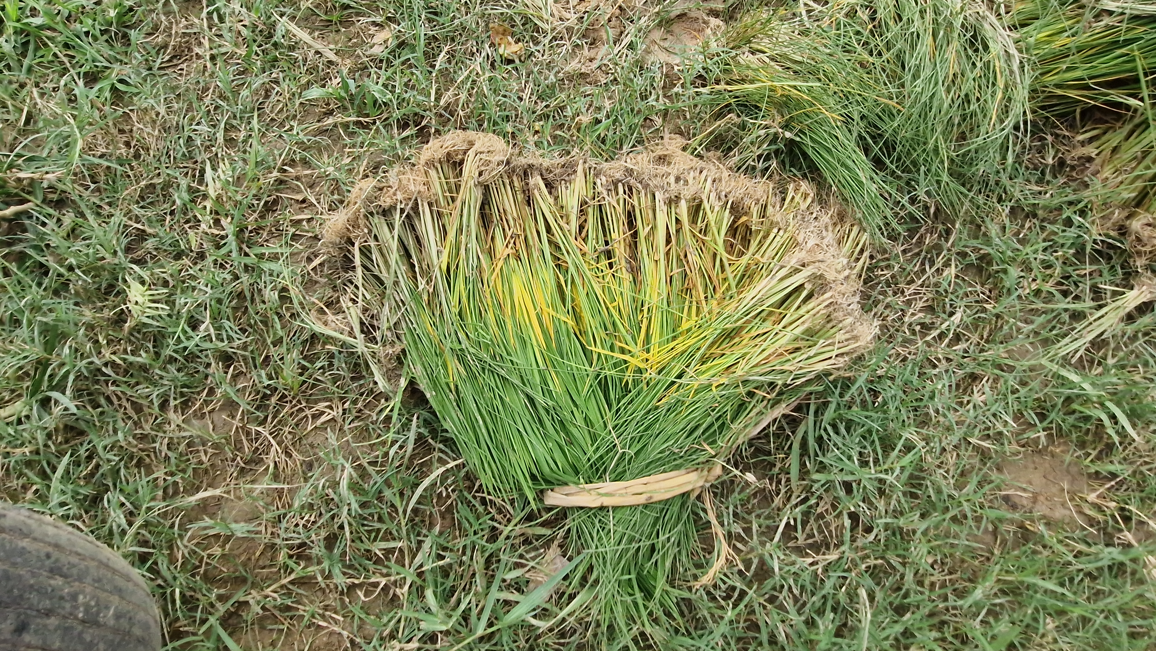 Jamui Farming using drain water