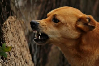 ਘਾਤਕ ਵਾਇਰਲ ਬਿਮਾਰੀ ਹੈ ਰੇਬੀਜ਼, ਸ਼ੁਰੂਆਤੀ ਲੱਛਣਾਂ ਦੀ ਇੰਝ ਹੁੰਦੀ ਪਛਾਣ, ਦੇਰ ਹੋਈ ਤਾਂ ਬਚਣਾ ਮੁਸ਼ਕਿਲ ਰੇਬੀਜ਼ ਜਾਨਲੇਵਾ ਵਾਇਰਲ ਬਿਮਾਰੀ