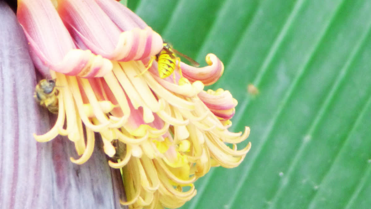 BANANA FLOWER IN DIABETES CONTROL BLOOD SUGAR NATURALLY BANANA FLOWER REDUCE BLOOD SUGAR ಮಧುಮೇಹ