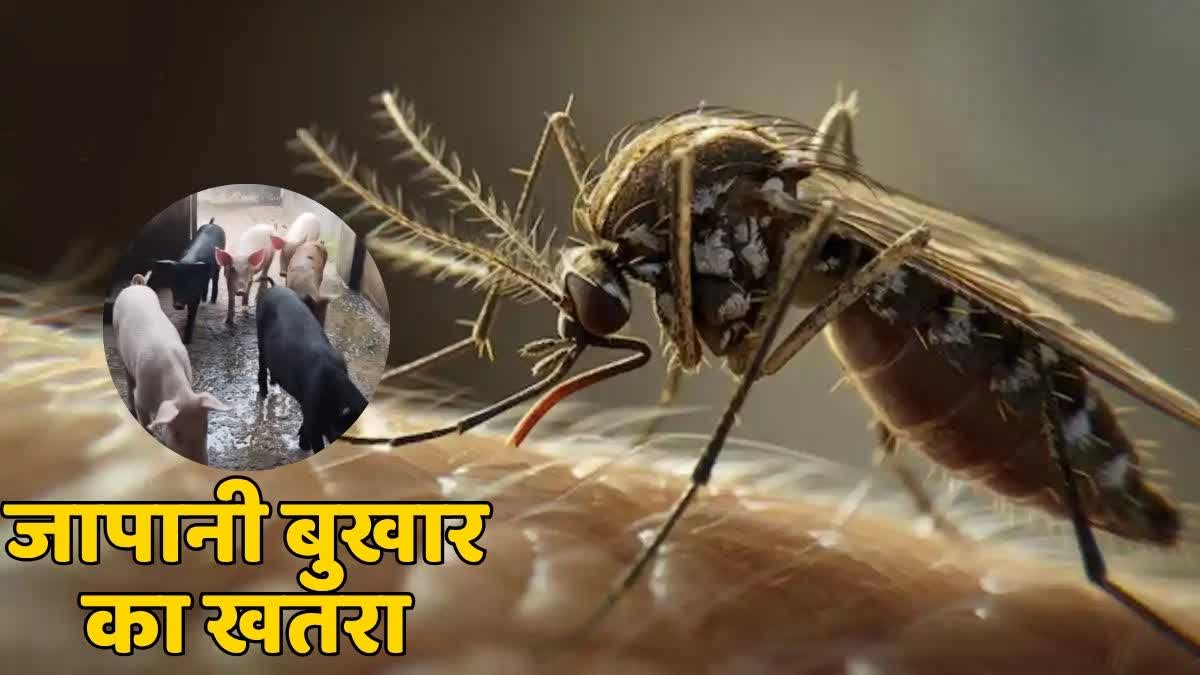 Japanese Encephalitis