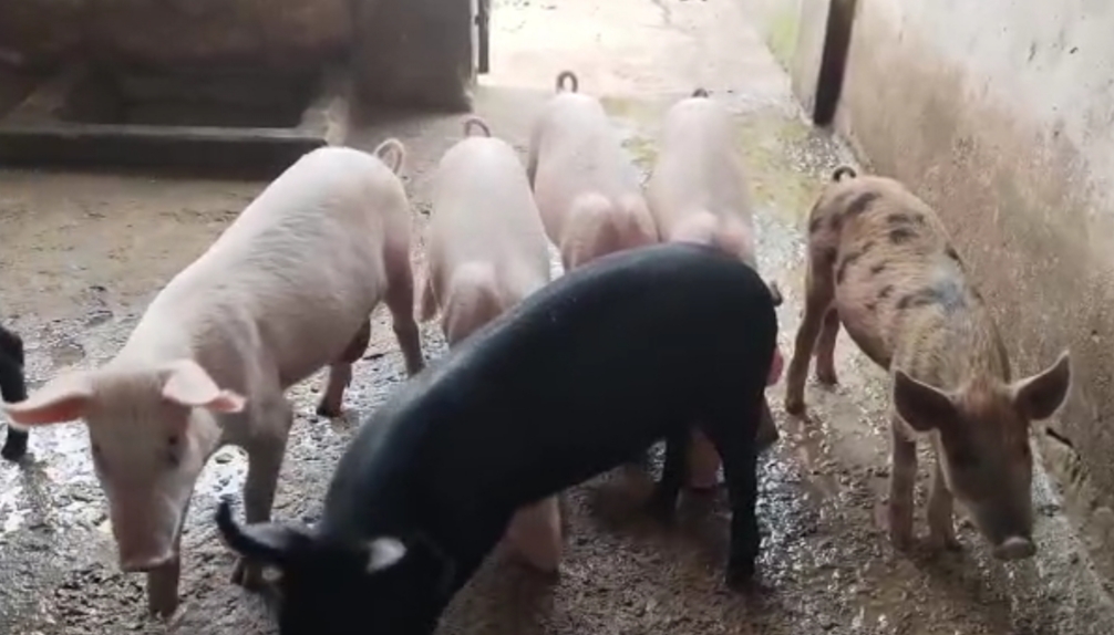 Japanese Encephalitis