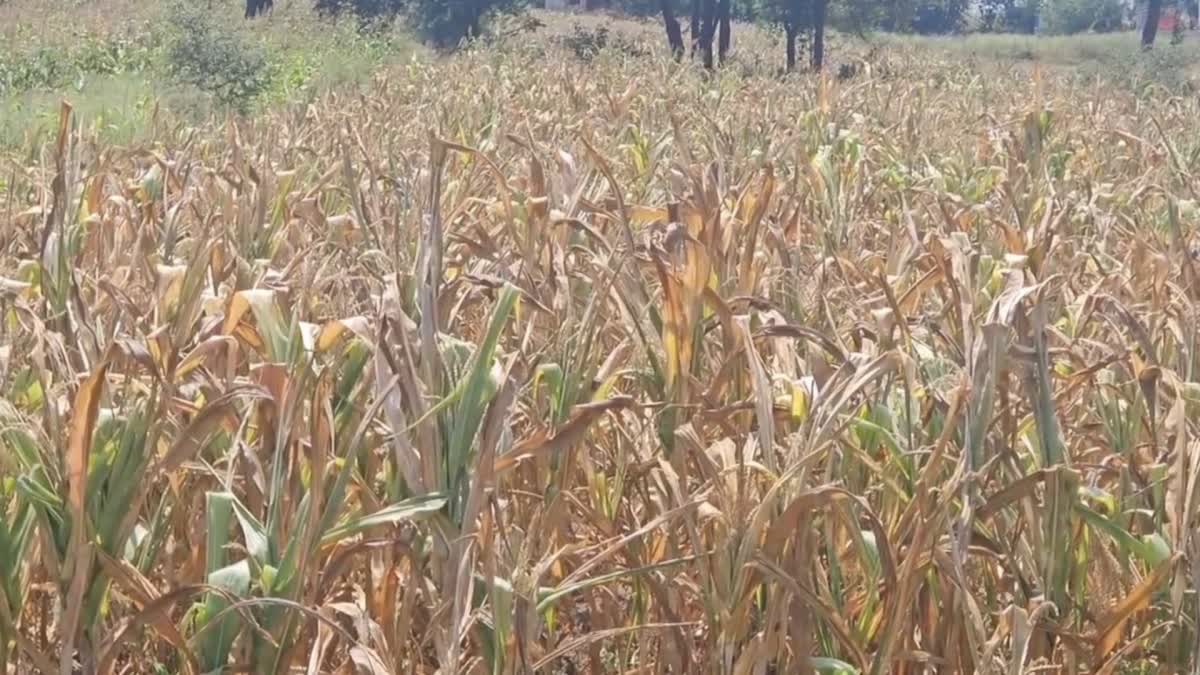 Dairy Farmers In Ahilyanagar Struggle To Keep Their Cattle, Due To ...