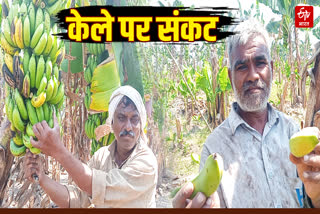 BURHANPUR BANANA CROP PROBLEM
