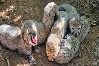 INDIAN BORN FEMALE CHEETAH KJP21