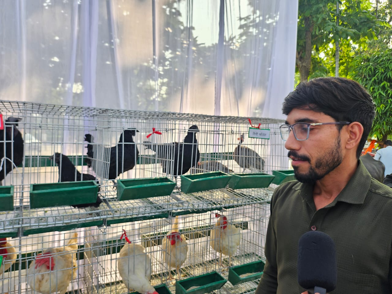 up most expensive chicken murga kadaknath know market price characteristics poultry farm