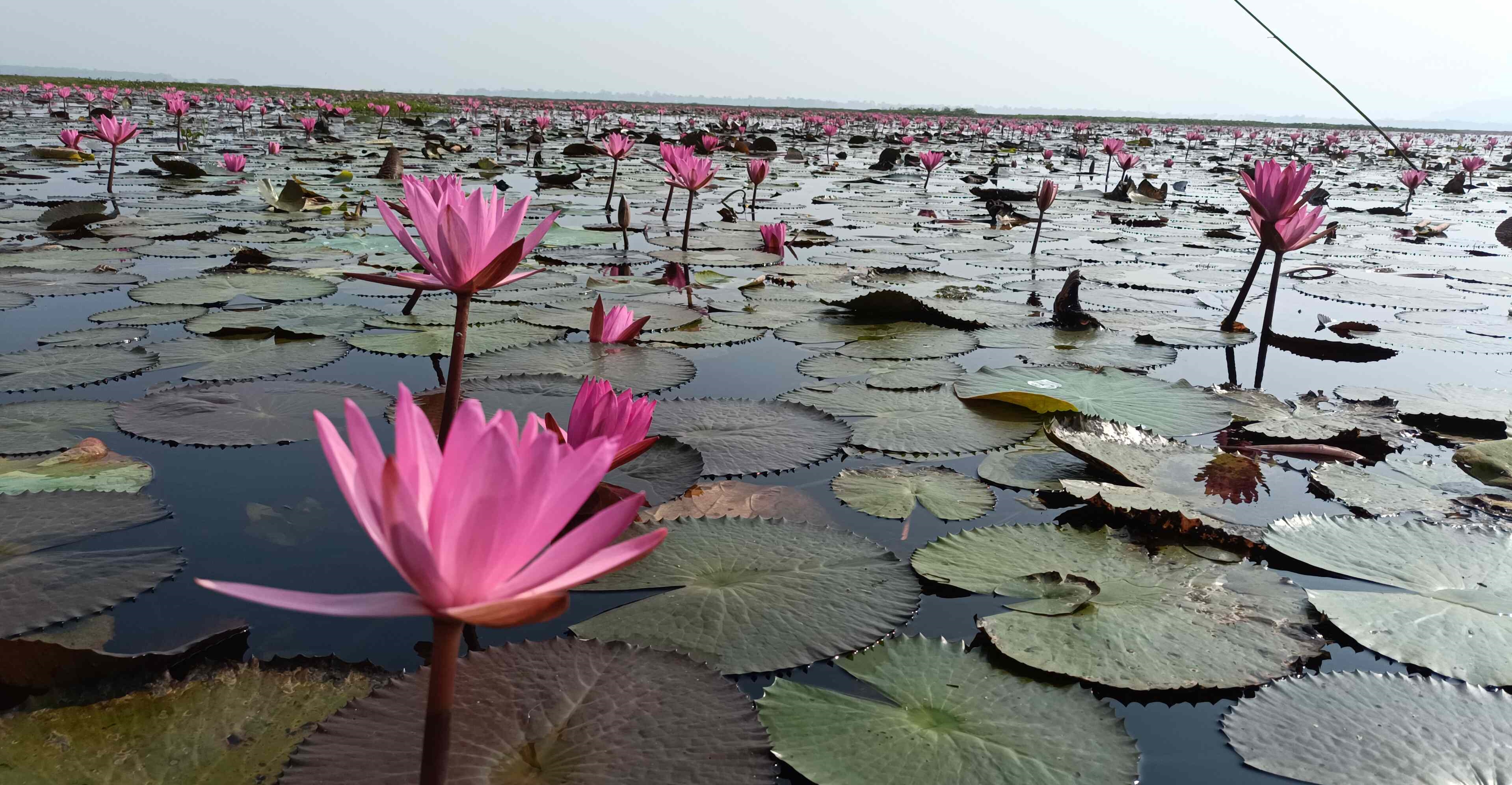 Pink paradise Urpad Beel in Goalpara