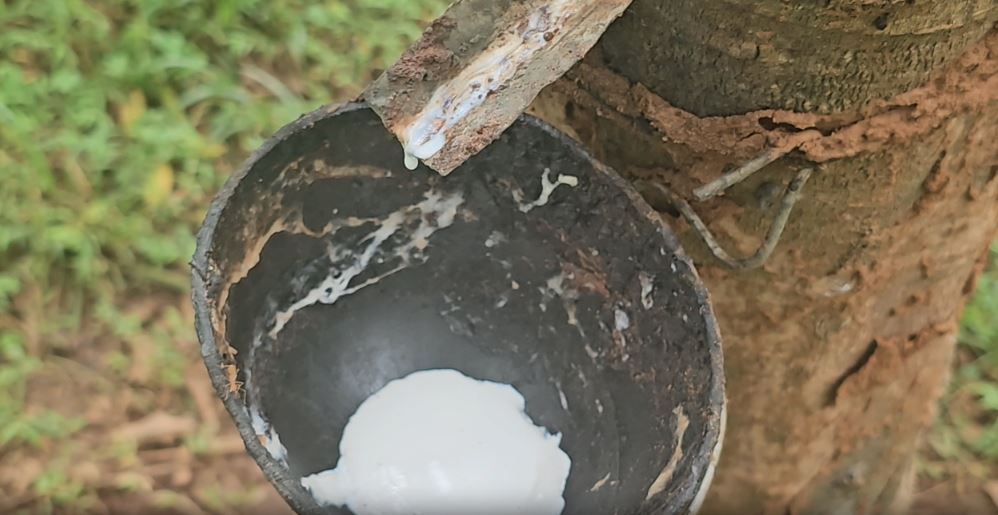 Rubber is made from the liquid that comes from the rubber tree.