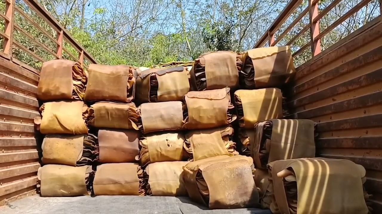 Gajapati Rubber Farming