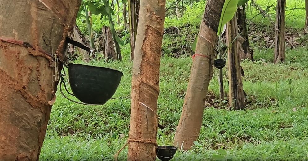 Gajapati Rubber Farming