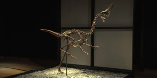 A caenagnathid dinosaur, named 'Spike', is now on display at Christie's auction house in London.