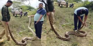 A-huge-python-was-found-in-the-farm-of-mahadevanagar-village-near-hediala-in-nanjangudu-taluk