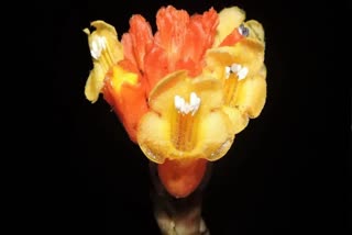 Lost Parasitic Plant Rediscovered