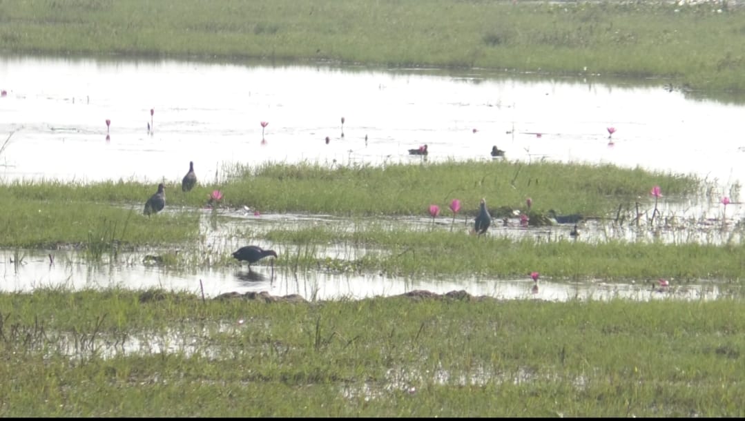 Pink paradise Urpad Beel in Goalpara